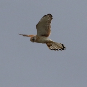 Falco cenchroides at Hume, ACT - 10 Oct 2021