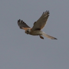 Falco cenchroides at Hume, ACT - 10 Oct 2021