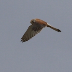 Falco cenchroides at Hume, ACT - 10 Oct 2021