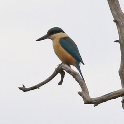 Todiramphus sanctus (Sacred Kingfisher) at Hume, ACT - 10 Oct 2021 by RodDeb