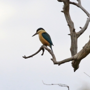 Todiramphus sanctus at Hume, ACT - 10 Oct 2021