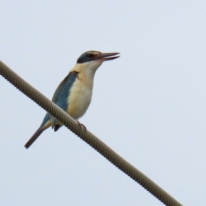 Todiramphus sanctus at Hume, ACT - 10 Oct 2021