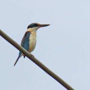 Todiramphus sanctus at Hume, ACT - 10 Oct 2021