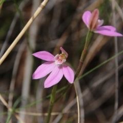 Caladenia carnea (Pink Fingers) at Hackett, ACT - 10 Oct 2021 by petersan