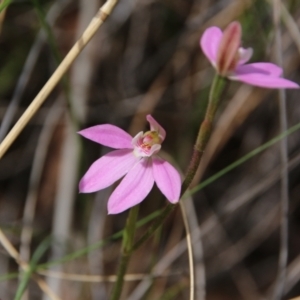 Caladenia carnea at Hackett, ACT - suppressed