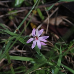 Caladenia carnea at Watson, ACT - suppressed