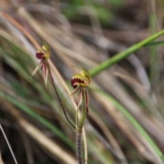 Caladenia actensis (Canberra Spider Orchid) at Watson, ACT - 11 Oct 2021 by petersan