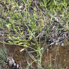 Senecio quadridentatus at Watson, ACT - 11 Oct 2021