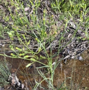 Senecio quadridentatus at Watson, ACT - 11 Oct 2021