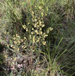 Dodonaea viscosa at Molonglo Valley, ACT - 11 Oct 2021