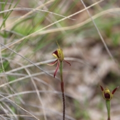 Caladenia actensis (Canberra Spider Orchid) at Watson, ACT - 11 Oct 2021 by petersan
