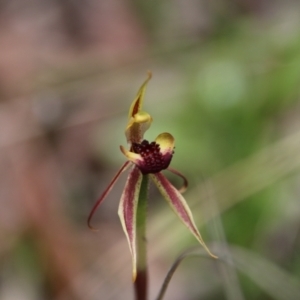 Caladenia actensis at suppressed - suppressed