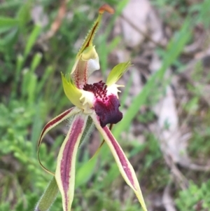 Caladenia atrovespa at O'Connor, ACT - 11 Oct 2021