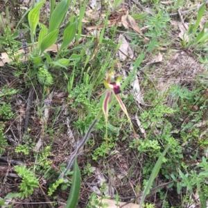 Caladenia atrovespa at O'Connor, ACT - 11 Oct 2021