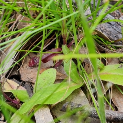 Petrorhagia nanteuilii (Proliferous Pink, Childling Pink) at O'Malley, ACT - 11 Oct 2021 by Mike