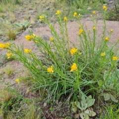 Xerochrysum viscosum (Sticky Everlasting) at O'Malley, ACT - 11 Oct 2021 by Mike