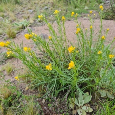 Xerochrysum viscosum (Sticky Everlasting) at O'Malley, ACT - 11 Oct 2021 by Mike