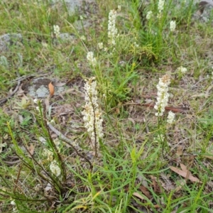 Stackhousia monogyna at Symonston, ACT - 11 Oct 2021 04:55 PM