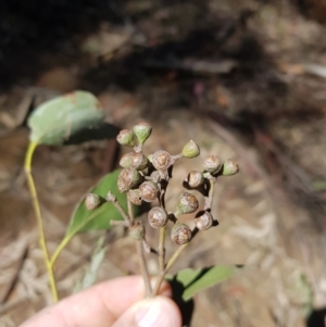 Eucalyptus fastigata at Namadgi National Park - 11 Oct 2021