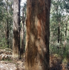 Eucalyptus fastigata at Namadgi National Park - 11 Oct 2021 12:09 PM