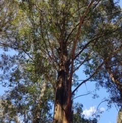 Eucalyptus fastigata at Namadgi National Park - 11 Oct 2021 12:09 PM