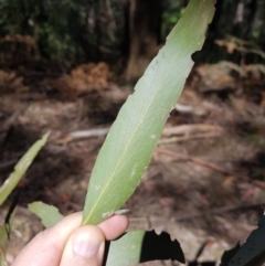 Eucalyptus fastigata at Namadgi National Park - 11 Oct 2021