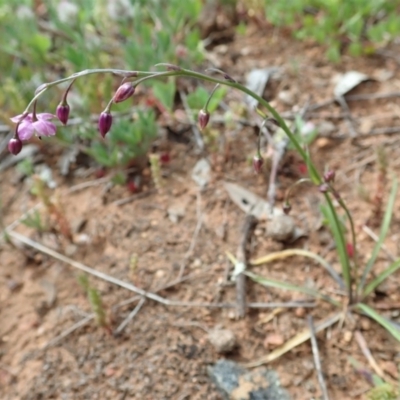 Arthropodium minus (Small Vanilla Lily) at Cook, ACT - 11 Oct 2021 by CathB