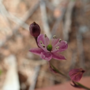 Arthropodium minus at Cook, ACT - 11 Oct 2021