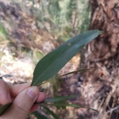 Eucalyptus fastigata at Cotter River, ACT - 11 Oct 2021