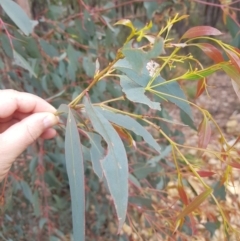 Eucalyptus dives (Broad-leaved Peppermint) at Lower Cotter Catchment - 11 Oct 2021 by danswell