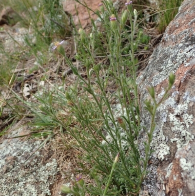 Vittadinia cuneata var. cuneata (Fuzzy New Holland Daisy) at Cook, ACT - 11 Oct 2021 by CathB