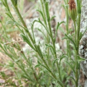 Vittadinia cuneata var. cuneata at Cook, ACT - 11 Oct 2021