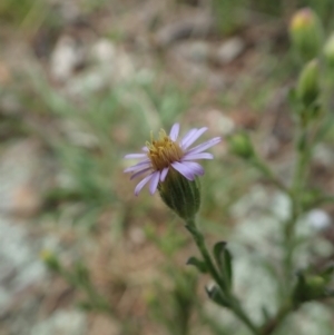 Vittadinia cuneata var. cuneata at Cook, ACT - 11 Oct 2021