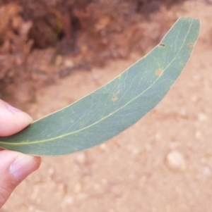 Acacia falciformis at Cotter River, ACT - 11 Oct 2021 11:29 AM