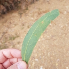 Acacia falciformis at Cotter River, ACT - 11 Oct 2021 11:29 AM