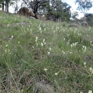 Stackhousia monogyna at Cook, ACT - 11 Oct 2021