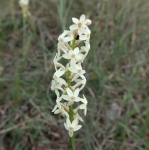 Stackhousia monogyna at Cook, ACT - 11 Oct 2021