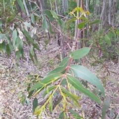 Eucalyptus viminalis (Ribbon Gum) at Cotter River, ACT - 11 Oct 2021 by danswell