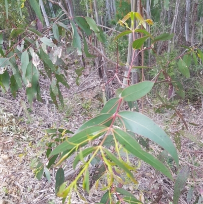 Eucalyptus viminalis (Ribbon Gum) at Cotter River, ACT - 11 Oct 2021 by danswell