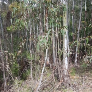 Eucalyptus viminalis at Cotter River, ACT - 11 Oct 2021