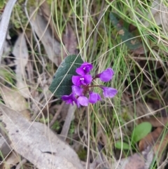 Hardenbergia violacea (False Sarsaparilla) at Cotter River, ACT - 11 Oct 2021 by danswell