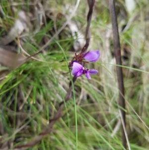 Hardenbergia violacea at Cotter River, ACT - 11 Oct 2021