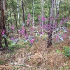 Indigofera australis subsp. australis (Australian Indigo) at Cotter River, ACT - 10 Oct 2021 by danswell
