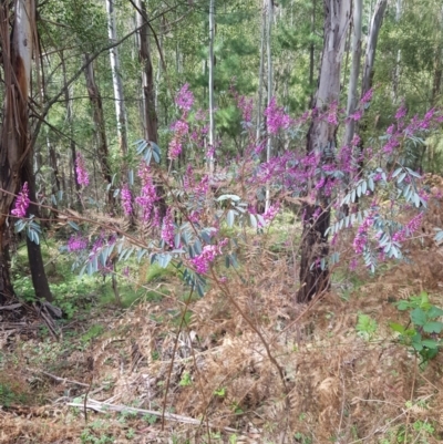 Indigofera australis subsp. australis (Australian Indigo) at Cotter River, ACT - 10 Oct 2021 by danswell