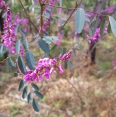 Indigofera australis subsp. australis at Cotter River, ACT - 11 Oct 2021