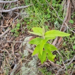 Olearia lirata (Snowy Daisybush) at Symonston, ACT - 11 Oct 2021 by Mike