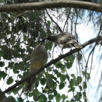 Anthochaera carunculata (Red Wattlebird) at Yerrabi Pond - 11 Oct 2021 by TrishGungahlin