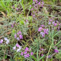 Glycine clandestina (Twining Glycine) at O'Malley, ACT - 11 Oct 2021 by Mike