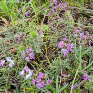 Glycine clandestina at O'Malley, ACT - 11 Oct 2021 04:52 PM