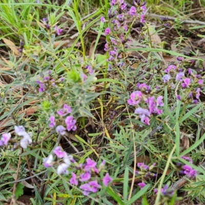 Glycine clandestina (Twining Glycine) at O'Malley, ACT - 11 Oct 2021 by Mike